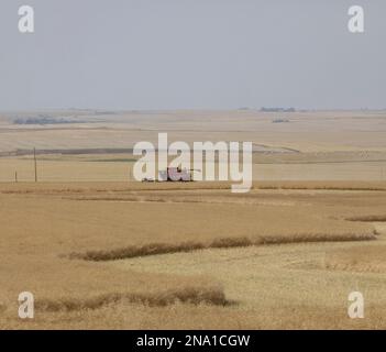 Combinez au travail sur les champs dorés des prairies canadiennes ; Alberta, Canada Banque D'Images