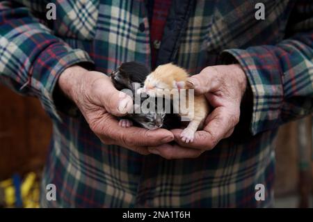 Homme âgé tenant des chatons nouveau-nés dans ses mains ; North Creek, New York, États-Unis d'Amérique Banque D'Images