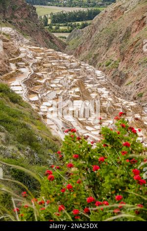 Salineras de Maras Maras, salines, Vallée Sacrée, le Pérou, Amérique du Sud Banque D'Images