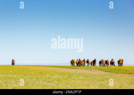 Un troupeau de chevaux sur un champ d'herbe dans le désert de Gobi avec un motocycliste passant sur une route ; Ulaanbattar, Oulan-Bator, Mongolie Banque D'Images