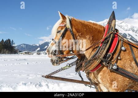 Portrait d'une équipe de chevaux de chasse haflinger devant un paysage hivernal enneigé en autriche Banque D'Images