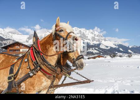 Portrait d'une équipe de chevaux de chasse haflinger devant un paysage hivernal enneigé en autriche Banque D'Images