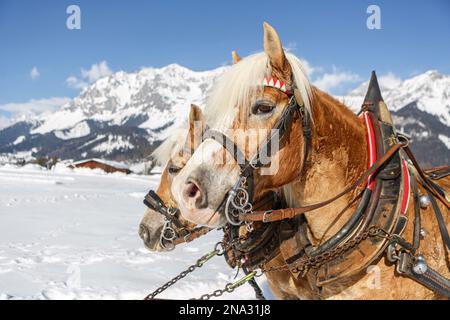 Portrait d'une équipe de chevaux de chasse haflinger devant un paysage hivernal enneigé en autriche Banque D'Images