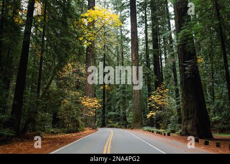 Traversez les séquoias de Californie Banque D'Images