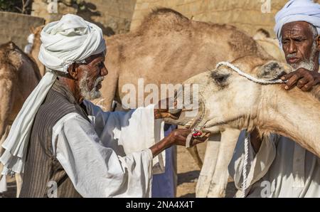 Hommes regardant les dents d'un chameau au marché du bétail du lundi ; Keren, région d'Anseba, Érythrée Banque D'Images