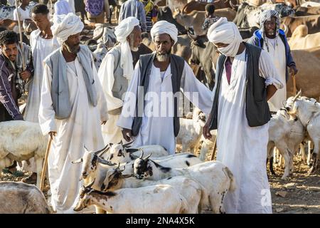 Les éleveurs de chèvres avec leurs chèvres au marché de bétail lundi ; Keren, région d'Anseba, Erythrée Banque D'Images