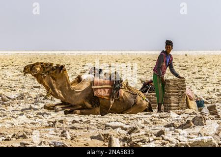 Afar mineurs de sel liant blocs de sel à charger sur des chameaux dans les plaines salines du lac Karum (lac Assale), dépression de Danakil ; région d'Afar, Éthiopie Banque D'Images