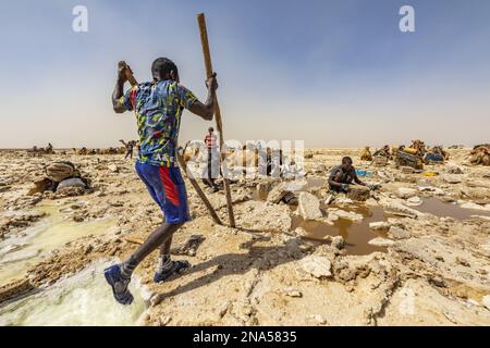 Afar mineur de sel utilisant des poteaux pour soulever des morceaux de sel dans les marais salants du lac Karum (lac Assale), dépression de Danakil ; région Afar, Ethiopie Banque D'Images