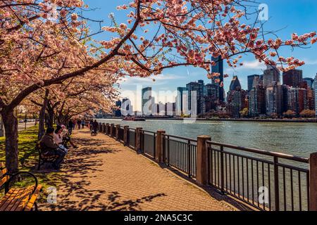 Roosevelt Island avec des cerisiers en fleurs ( Kwanzan Prunus serrulata) et les gratte-ciel de Manhattan de l'autre côté de l'East River ; New York, États-Unis d'Amérique Banque D'Images