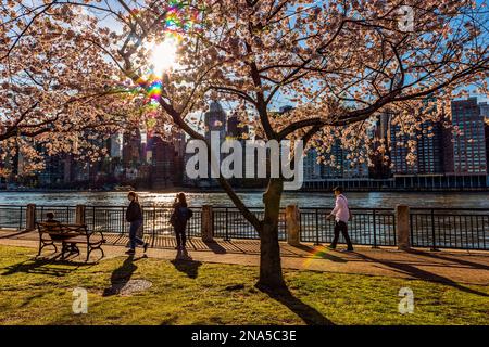 Coucher de soleil derrière les cerisiers en fleurs (Kwanzan Prunus serrulata) avec vue sur les gratte-ciel de Manhattan, vue de Roosevelt Island Banque D'Images