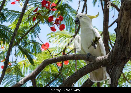 Cockatoo australien à crête de soufre assis sur la branche dans les gousses d'arbre mangeant des graines. Grand cafatoo blanc et jaune Banque D'Images