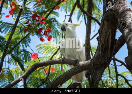 Cockatoo australien à crête de soufre assis sur la branche dans les gousses d'arbre mangeant des graines. Grand cafatoo blanc et jaune. Banque D'Images