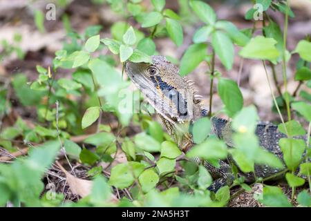 Dragon de l'est, Physignathus lesueurii, Brisbane, Australie, se cachant dans les mauvaises herbes du jardin Banque D'Images