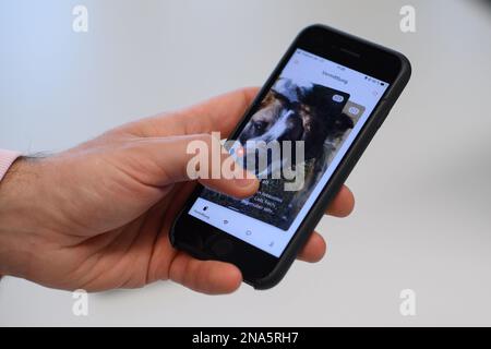 Magdebourg, Allemagne. 03rd févr. 2023. Un homme balaye une photo de l'application « Findus » avec son pouce. L'application pour trouver des animaux d'abri a été développée par une équipe de scientifiques et d'étudiants de l'université Otto von Guericke de Magdeburg. Il fonctionne sur le principe de l'application de datation Tinder. Le principe de datation, qui est souvent critiqué comme étant trop superficiel, est donc certainement un avantage pour la médiation animale. Ainsi Tommy, qui est venu au refuge pour animaux de Schönebeck en raison des circonstances, pourrait peut-être trouver une nouvelle maison. Credit: Klaus-Dietmar Gabbert/dpa/Alay Live News Banque D'Images