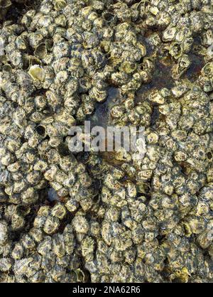 Gros plan des palourdes et des barnacles d'huîtres sur les rochers d'une plage à marée basse Banque D'Images