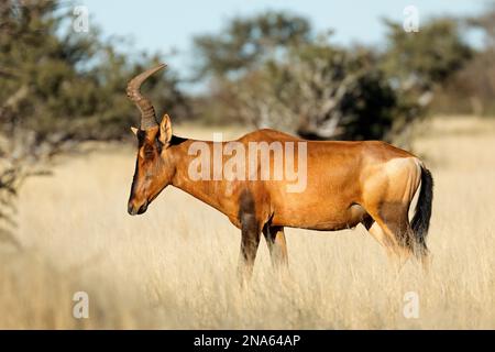 Un bubale Alcelaphus buselaphus (rouge) dans les prairies ouvertes, Mokala National Park, Afrique du Sud Banque D'Images