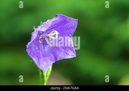 Bellflower à feuilles de pêche (Campanula persicifolia) - gros plan d'une fleur pourpre unique avec raindrops - espace copie. Banque D'Images