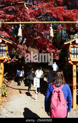 Randonnée jusqu'à la Pagode de Chureito dans la préfecture de Yamanashi, au Japon. Banque D'Images