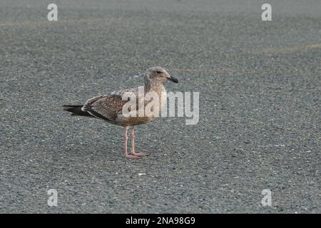 Gros plan naturel sur une jeune guette de couleur foncée, Larus occidentalis, sur une route en Californie du Nord Banque D'Images