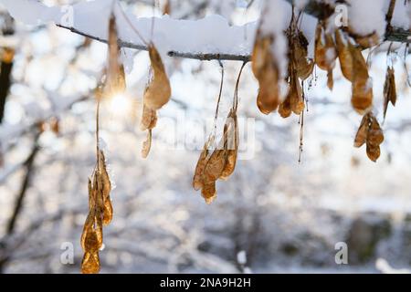 Les avions ou les graines de l'érable américain à feuilles de frêne, recouverts de givre sur le fond d'un tronc d'arbre Banque D'Images