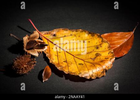 Encore la vie avec des feuilles de hêtre flétris Beechnut pod et Beechnut fruit sur un fond noir. Banque D'Images