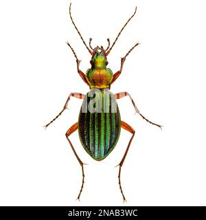 Coléoptère doré, Carabus auratus, sur fond blanc Banque D'Images