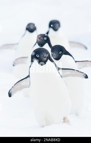 Les manchots Adelie (Pygoscelis adeliae) marchent en rangée à travers la neige sur un écoulement de glace dans le détroit de l'Antarctique ; Antarctique Banque D'Images