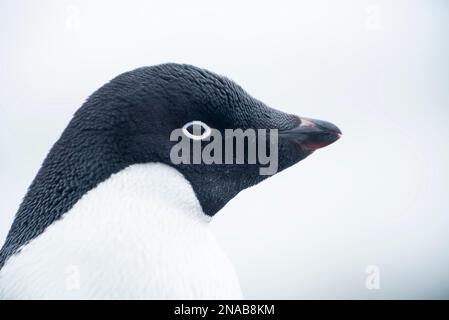 Portrait du manchot Adelie (Pygoscelis adeliae) ; île Paulet, Antarctique Banque D'Images