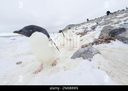 Les manchots Adelie (Pygoscelis adeliae) marchent le long de la rive de l'île Paulet en Antarctique occidental ; île Paulet en Antarctique Banque D'Images