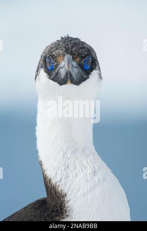 Vue rapprochée d'un shag aux yeux bleus (Phalacrocorax atriceps) ; île Trinity, Antarctique Banque D'Images