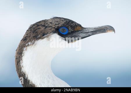 Vue rapprochée d'un shag aux yeux bleus (Phalacrocorax atriceps) ; île Trinity, Antarctique Banque D'Images