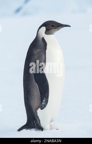 Manchot empereur juvénile (Aptenodytes forsteri) se tient sur la banquise ; Antarctique Banque D'Images