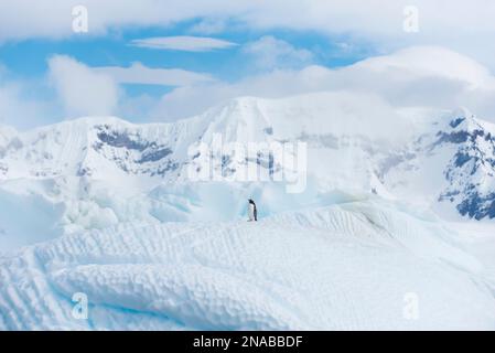 Manchot Gentoo solitaire (Pygoscelis papua) au sommet d'un iceberg en Antarctique occidental ; Antarctique Banque D'Images