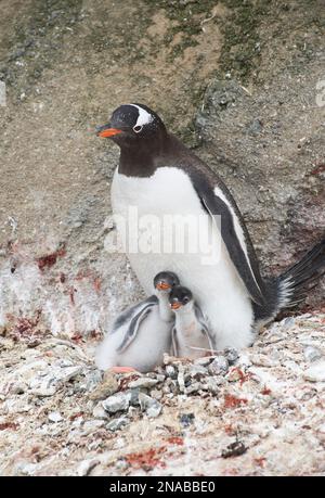 Pingouin Gentoo (Pygoscelis papua) élève ses poussins de pingouin dans une colonie à Brown Bluff, Antarctique ; Antarctique Banque D'Images