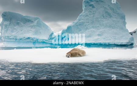 Un phoque du Crabeater (Lobodon carcinophaga) repose sur la glace près d'un iceberg dans le chenal d'Errera en Antarctique (Antarctique) Banque D'Images