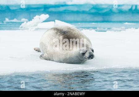 Un phoque du Crabeater (Lobodon carcinophaga) repose sur la glace près d'un iceberg dans le chenal d'Errera en Antarctique (Antarctique) Banque D'Images