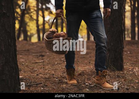 Homme avec panier plein de champignons sauvages dans la forêt d'automne, gros plan Banque D'Images