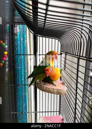 Le lovebird est le nom commun du genre Agapornis, un petit groupe de perroquets de la famille des Psittaculidés de l'ancien monde. Des neuf espèces du genre, toutes sont indigènes du continent africain, avec le lovebird à tête grise étant natif de l'île africaine de Madagascar . Ils sont très populaires au Royaume-Uni et sont très sympathiques et font de grands animaux de compagnie de famille, mais devraient avoir beaucoup de place pour voler et l'exercice là des ailes si la main nationale élevé ils peuvent voler autour de la maison mais peut s'échapper si les fenêtres sont laissées ouvertes ... Banque D'Images