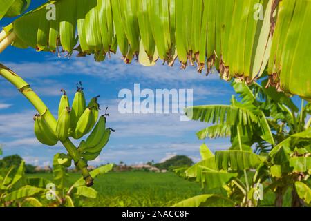 Bouquet croissant de bananes et paysage dans les montagnes de Bali. Plantes tropicales, nourriture naturelle, fruits dans les plantations asiatiques et indonésiennes. Banque D'Images