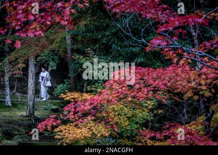 Une femme en robe traditionnelle se promenant devant les couleurs automnales les plus prilliantes au temple de la mousse de Kyoto ou à Kokedera. Les jardins du Temple ont une différence estimée de 120 Banque D'Images