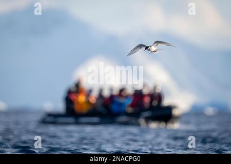 Le sterne antarctique vole sur gonflable près des montagnes Banque D'Images