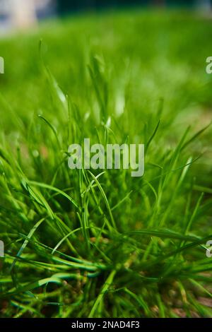 Gros plan herbe verte juteuse sur la cour. Banque D'Images