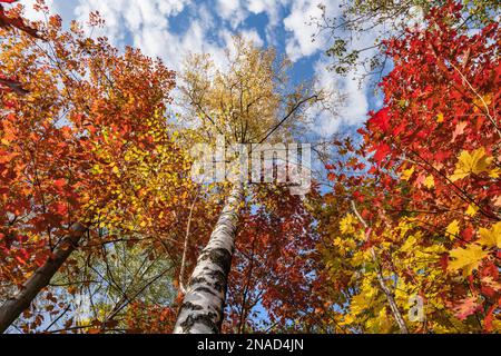 Feuillage d'automne vibrant de chênes et de bouleaux dans la forêt à feuilles caduques le jour ensoleillé avec vue basse sur la canopée et le ciel. Banque D'Images