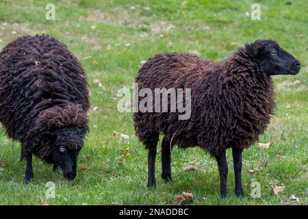 Un gros plan de deux moutons paître sur une prairie Banque D'Images