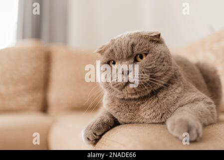 Chat britannique domestique à poil court amusant à l'intérieur à la maison. Chaton se reposant et se détendre sur un canapé. Concept de soins pour animaux de compagnie et animaux Banque D'Images