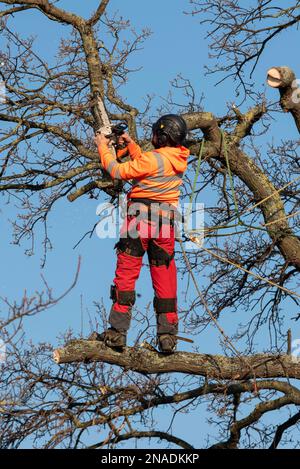 Ashingdon Road, Rochford, Southend on Sea, Essex, Royaume-Uni. 13th févr. 2023. Les manifestants ont tenté de protéger un ancien chêne contre la chute pour permettre l'accès à un immeuble de 662 logements par Bloor Homes. Après une longue période de campagne, la permission a été accordée pour le travail de commencer à enlever le chêne de Holt Farm aujourd'hui. Des manifestants avaient encerclé l'arbre, un campé dans les branches, mais ils ont décidé de protester en paix à la suite d'une procédure devant la haute Cour qui leur avait été dirigée contre eux. Ils estiment que le conseil a évité de discuter d'alternatives Banque D'Images