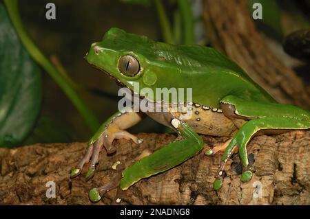 Gros plan détaillé sur une grenouille de singe cireuse de couleur vert vif, Phylomedusa bicolor Banque D'Images