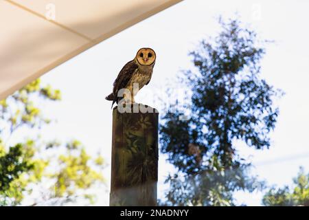 La chouette tasmanienne masquée est un oiseau de la famille des Tytonidae, une espèce endémique de l'État insulaire de Tasmanie, en Australie. Banque D'Images