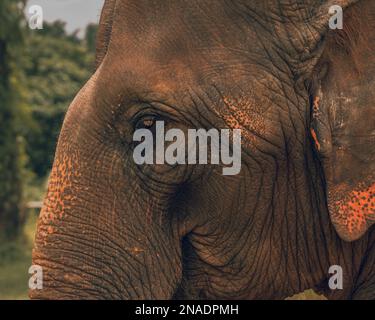Portrait de l'éléphant face dans la nature Banque D'Images