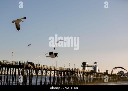 Mouettes volant au-dessus de la jetée à la plage Banque D'Images